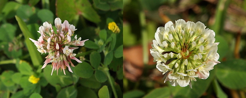 [Two images spliced together. The image on the left has three leaves of the clover plant are seen below the pinkish-white bloom. The bloom has many petals emanating from the stem in a spherical shape. Some of the oblong petals are folded in half lengthwise. The image on the right is a top-down view of an all-white bloom with all of the outer petals expanded flat while the inner petals are still individually curled upon themselves.]